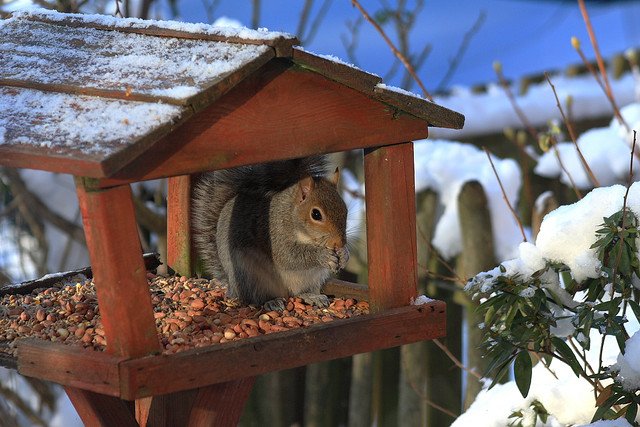 Die Tiere freuen sich im Winter besonders über Futter © Flickr/Pete98