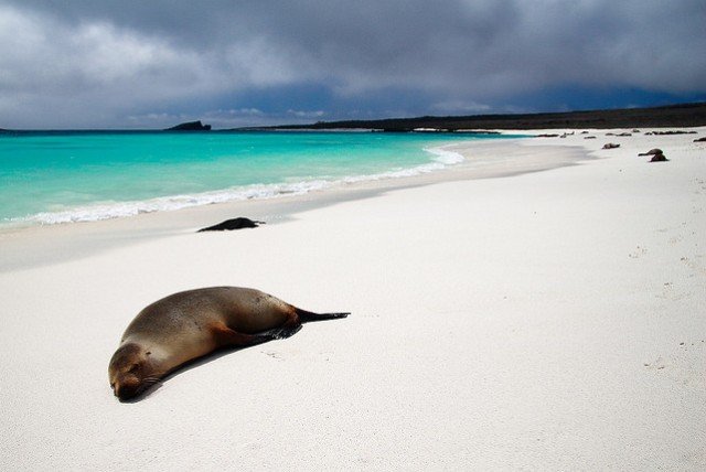 Seelöwen an der Gardner Bay auf Espanola, einer der Galapagos-Inseln © Flickr/Mark Rowland