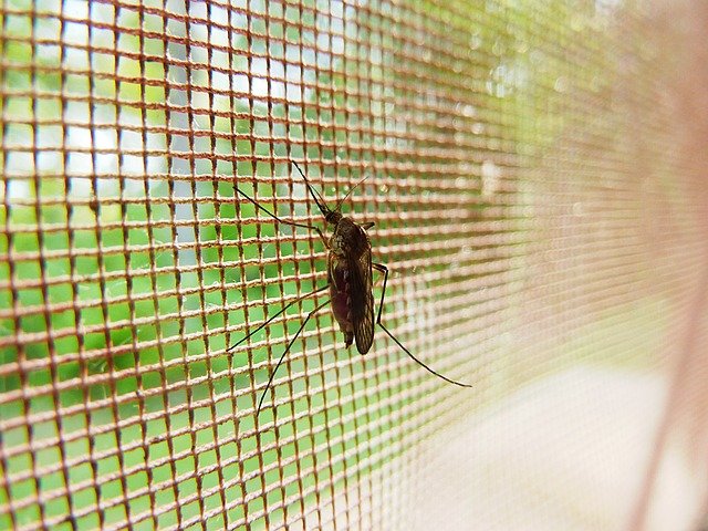 Mückenschutz ist auf Reisen immer wichtig © Pixabay