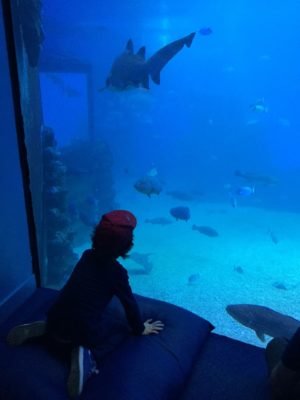 Aquarium Palma de Mallorca Familienurlaub Kinder